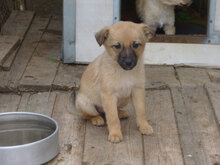 MIA, Hund, Mischlingshund in Bulgarien - Bild 9