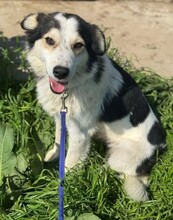 CORA, Hund, Mischlingshund in Rumänien - Bild 1