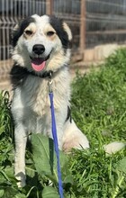 CORA, Hund, Mischlingshund in Rumänien - Bild 7