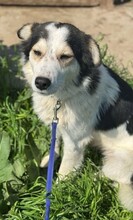 CORA, Hund, Mischlingshund in Rumänien - Bild 8