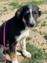 CODY, Hund, Mischlingshund in Rumänien - Bild 1