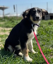 CODY, Hund, Mischlingshund in Rumänien - Bild 2