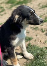 CODY, Hund, Mischlingshund in Rumänien - Bild 4