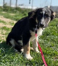 CODY, Hund, Mischlingshund in Rumänien - Bild 6
