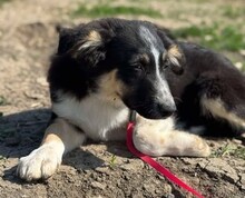 CODY, Hund, Mischlingshund in Rumänien - Bild 7