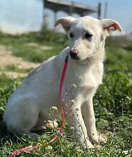 CLAIRE, Hund, Mischlingshund in Rumänien - Bild 1
