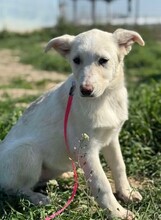 CLAIRE, Hund, Mischlingshund in Rumänien - Bild 11