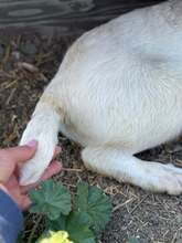 CLAIRE, Hund, Mischlingshund in Rumänien - Bild 12