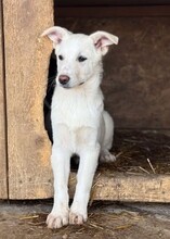 CLAIRE, Hund, Mischlingshund in Rumänien - Bild 2