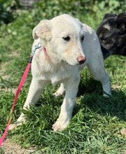 CLAIRE, Hund, Mischlingshund in Rumänien - Bild 3
