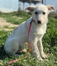 CLAIRE, Hund, Mischlingshund in Rumänien - Bild 4
