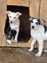 CLAIRE, Hund, Mischlingshund in Rumänien - Bild 5
