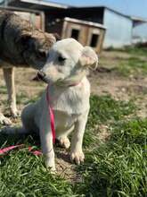 CLAIRE, Hund, Mischlingshund in Rumänien - Bild 8
