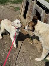 CLAIRE, Hund, Mischlingshund in Rumänien - Bild 9