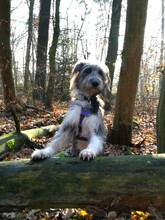 MIKA, Hund, Mischlingshund in Dreieich - Bild 1