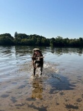 MIKA, Hund, Mischlingshund in Dreieich - Bild 10