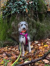 MIKA, Hund, Mischlingshund in Dreieich - Bild 11