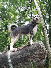 MIKA, Hund, Mischlingshund in Dreieich - Bild 12
