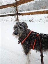 MIKA, Hund, Mischlingshund in Dreieich - Bild 13