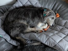 MIKA, Hund, Mischlingshund in Dreieich - Bild 14