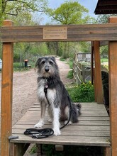 MIKA, Hund, Mischlingshund in Dreieich - Bild 2