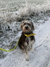 MIKA, Hund, Mischlingshund in Dreieich - Bild 3