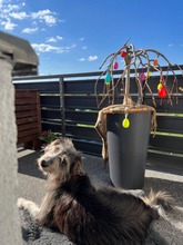 MIKA, Hund, Mischlingshund in Dreieich - Bild 4
