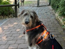MIKA, Hund, Mischlingshund in Dreieich - Bild 5
