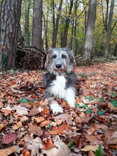 MIKA, Hund, Mischlingshund in Dreieich - Bild 6