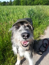 MIKA, Hund, Mischlingshund in Dreieich - Bild 7