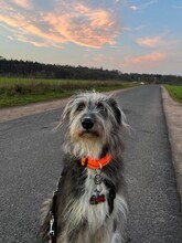 MIKA, Hund, Mischlingshund in Dreieich - Bild 8