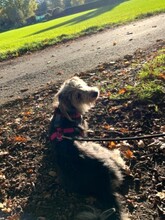 MIKA, Hund, Mischlingshund in Dreieich - Bild 9