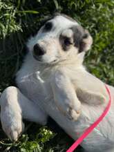 COLLIN, Hund, Mischlingshund in Rumänien - Bild 3