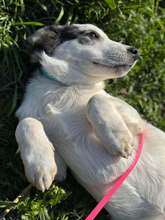 COLLIN, Hund, Mischlingshund in Rumänien - Bild 4
