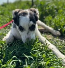 COLLIN, Hund, Mischlingshund in Rumänien - Bild 5