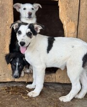 COLLIN, Hund, Mischlingshund in Rumänien - Bild 6