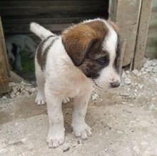 LOGAN, Hund, Mischlingshund in Griechenland - Bild 1
