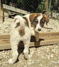 LOGAN, Hund, Mischlingshund in Griechenland - Bild 3
