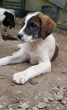 LOGAN, Hund, Mischlingshund in Griechenland - Bild 5
