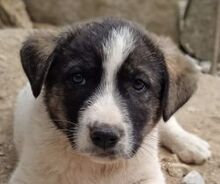 LONDON, Hund, Mischlingshund in Griechenland - Bild 11