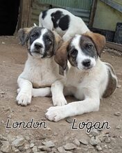 LONDON, Hund, Mischlingshund in Griechenland - Bild 2