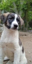 LONDON, Hund, Mischlingshund in Griechenland - Bild 5