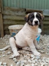 LONDON, Hund, Mischlingshund in Griechenland - Bild 8