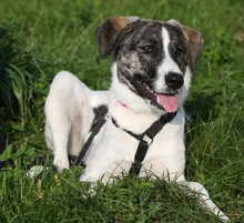 LONDON, Hund, Mischlingshund in Erkelenz