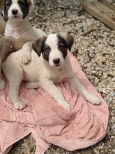 LORI, Hund, Mischlingshund in Griechenland - Bild 11