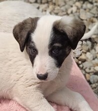 LORI, Hund, Mischlingshund in Griechenland - Bild 7