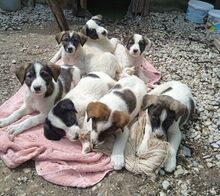 LORI, Hund, Mischlingshund in Griechenland - Bild 8