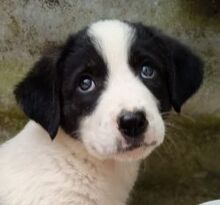 LINDA, Hund, Mischlingshund in Griechenland - Bild 2
