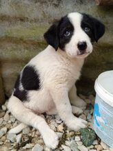 LINDA, Hund, Mischlingshund in Griechenland - Bild 3