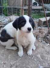 LINDA, Hund, Mischlingshund in Griechenland - Bild 4